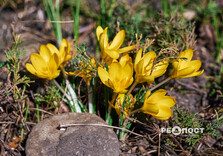У Центральному парку Харкова зацвіли крокуси (фото)