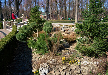 У Центральному парку Харкова зацвіли крокуси (фото)