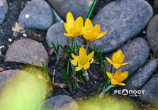 У Центральному парку Харкова зацвіли крокуси (фото)