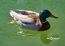 У Центральному парку Харкова зацвіли крокуси (фото)