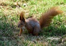 У Центральному парку Харкова зацвіли крокуси (фото)