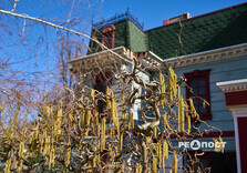 У Центральному парку Харкова зацвіли крокуси (фото)