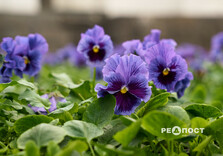 У Харкові почали висаджувати квіти (фото)