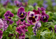 У Харкові почали висаджувати квіти (фото)