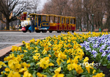 У Харкові почали висаджувати квіти (фото)