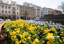 У Харкові почали висаджувати квіти (фото)