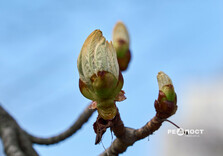Початок квітня у Харкові (фото)