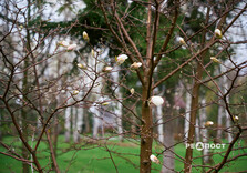 У Харкові цвіте форзиція і магнолії (фото)