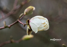 У Харкові цвіте форзиція і магнолії (фото)