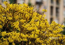 У Харкові цвіте форзиція і магнолії (фото)