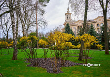 У Харкові цвіте форзиція і магнолії (фото)