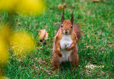 У Харкові цвіте форзиція і магнолії (фото)