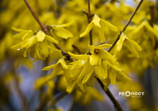 У Харкові цвіте форзиція і магнолії (фото)