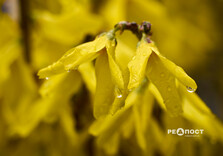 У Харкові цвіте форзиція і магнолії (фото)