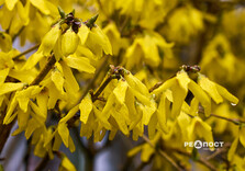 У Харкові цвіте форзиція і магнолії (фото)