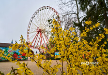 У Харкові цвіте форзиція і магнолії (фото)