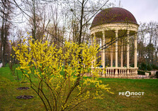 У Харкові цвіте форзиція і магнолії (фото)