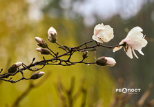 У Харкові цвіте форзиція і магнолії (фото)