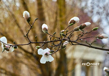 У Харкові цвіте форзиція і магнолії (фото)