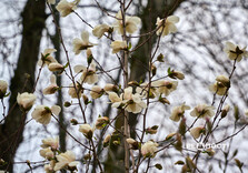 У Харкові цвіте форзиція і магнолії (фото)