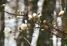 У Харкові цвіте форзиція і магнолії (фото)