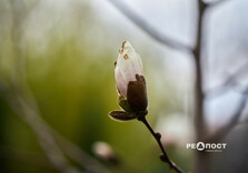 У Харкові цвіте форзиція і магнолії (фото)