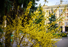 У Харкові цвіте форзиція і магнолії (фото)