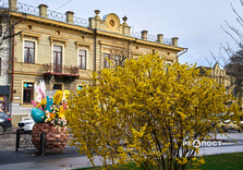 У Харкові цвіте форзиція і магнолії (фото)