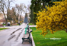 У Харкові цвіте форзиція і магнолії (фото)