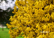 У Харкові цвіте форзиція і магнолії (фото)