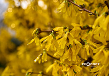 У Харкові цвіте форзиція і магнолії (фото)