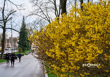 У Харкові цвіте форзиція і магнолії (фото)