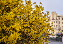 У Харкові цвіте форзиція і магнолії (фото)