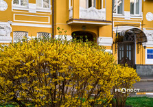 У Харкові цвіте форзиція і магнолії (фото)