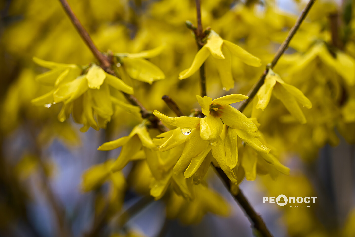 У Харкові цвіте форзиція і магнолії (фото)