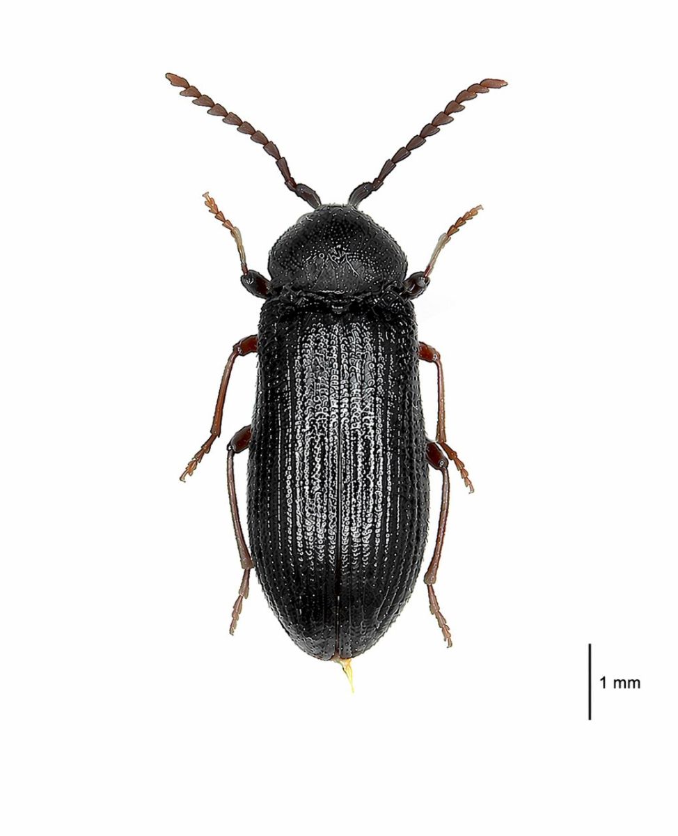 Лісова сенсація: у Харківській області виявили незвичну комаху