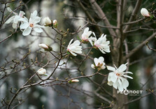 У Харкові розквітли магнолії (фото)