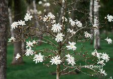 У Харкові розквітли магнолії (фото)