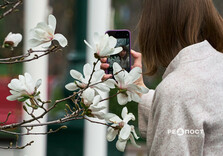 У Харкові розквітли магнолії (фото)