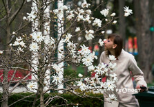 У Харкові розквітли магнолії (фото)