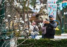 У Харкові розквітли магнолії (фото)