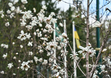 У Харкові розквітли магнолії (фото)