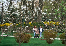 У Харкові розквітли магнолії (фото)