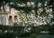 У Харкові розквітли магнолії (фото)