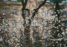 У Харкові розквітли магнолії (фото)