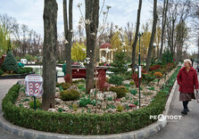 У Харкові розквітли магнолії (фото)