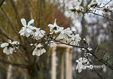 У Харкові розквітли магнолії (фото)