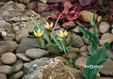 У Харкові розквітли магнолії (фото)