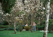 У Харкові розквітли магнолії (фото)