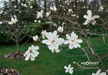 У Харкові розквітли магнолії (фото)